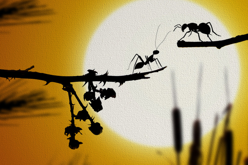 Creative Silhouettes by Marco Ciofalo Digital Images, Illustrations, Artworks for sale. Immediate download