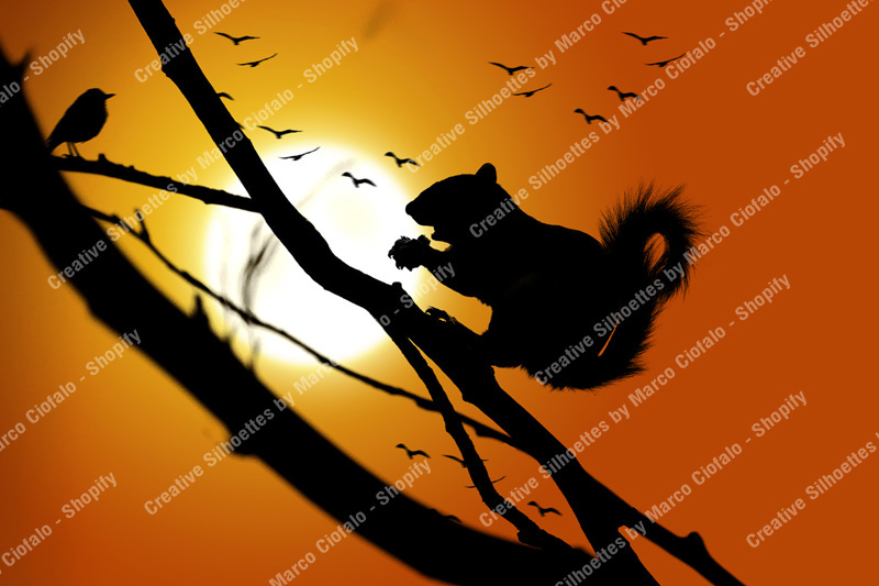 The Squirrel - A sunny day. A squirrel on a branch of a tree. A little bird near the squirrel. Some birds flying away. Warm colors - Creative Silhouettes by Marco Ciofalo Digital Images, Illustrations, Artworks for sale. Immediate download