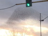 Stormo di uccelli crea nuvole danzanti nel cielo di Firenze – Dancing birds in Florence sky