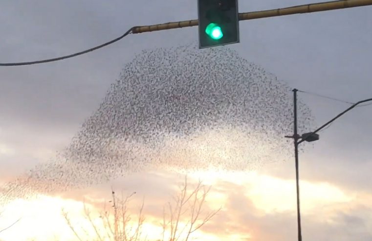 Stormo di uccelli crea nuvole danzanti nel cielo di Firenze – Dancing birds in Florence sky